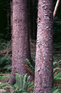 servcies-spruce